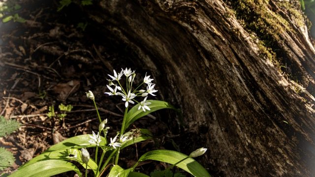 Canon EOS R7 17mm f/4 1/2500sec ISO-1600 2026-04-08 10:49:57