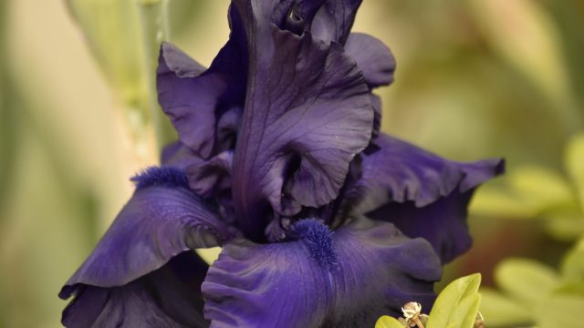 NIKON D3500 185mm f/4.5 1/320sec ISO-640 2026-05-13 11:25:29