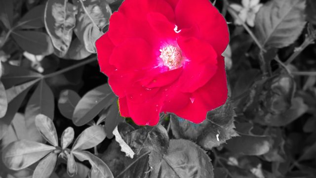 Pixel 6a 4.38mm f/1.73 1/180sec ISO-52 2026-05-13 11:36:59